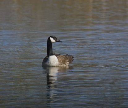 Canada Goose reflection on lake in Kent, England