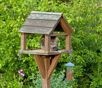 Cat hiding on bird table