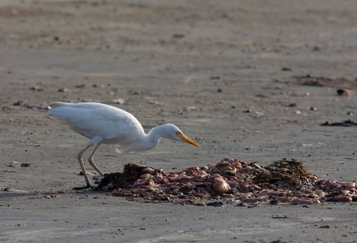 Cattle Egret scavenging for fish gut scraps on Tanji Beach in The Gambia