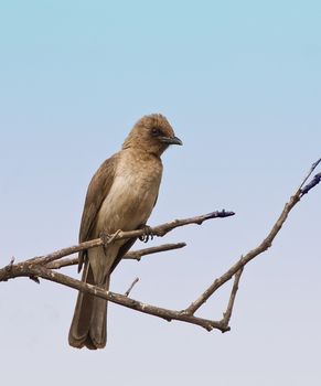 Common Bulbul in The Gambia