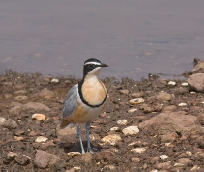 Egyptian Plover at wetland inland in The Gambia