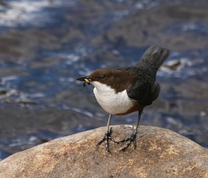 Dipper on rock in Scottish river