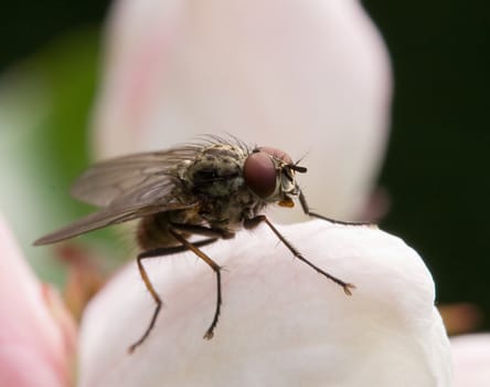 macro of fly on crabapple blossom 