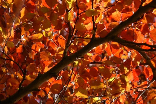 A Canopy of Red Leaves in Summer