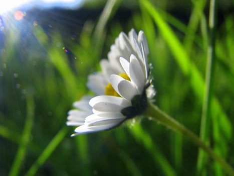 Photosynthesis in action on a Daisy flower
