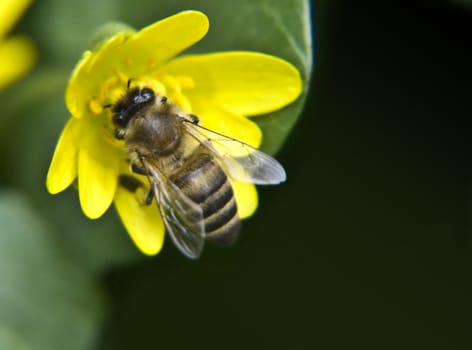 a bee flies around the first flowers