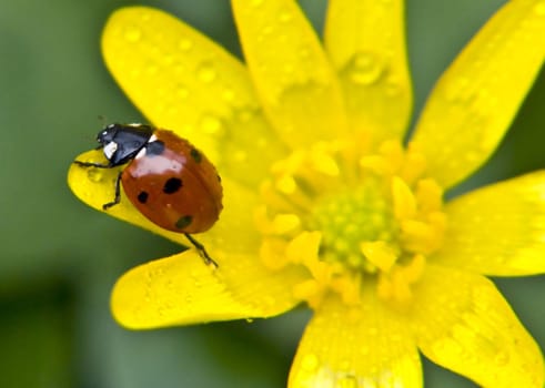 a ladybird meets an early spring and warmly