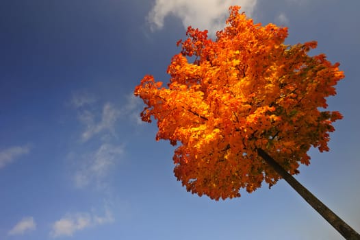 A single maple tree in autumn (fall) taken from a low viewpoint with diagonal composition. Space for text in the clear blue sky
