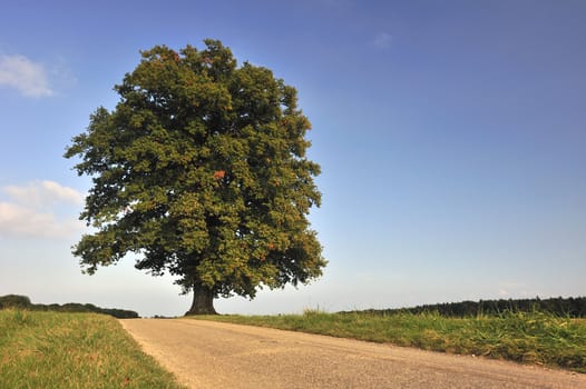 A solitary oak tree on a ridge with a road leading towards it. The leaves just beginning to turn brown with the onset of autumn (fall). Space for text in the clear blue sky