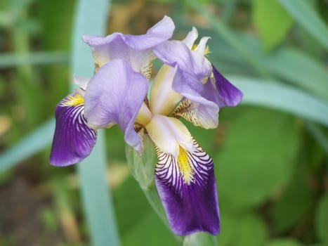Close up of the beautiful iris blossom.