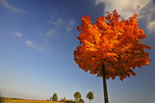 A single maple tree in autumn (fall). Space for text in the clear blue sky