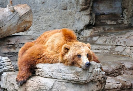 A grizzly bear rests in the Denver Zoo.