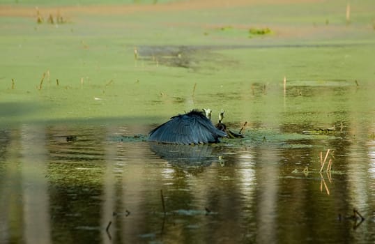 Black Egret Fishing in The Gambia. Characteristic umbrella stance.