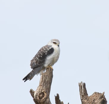 Black-shouldered Kite juvenile at Kotu in The Gambia