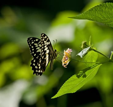 Citrus Swallowtail in The Gambia