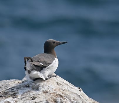 Common Guillemot resting on rock on Inner Farne off the Northumberland coast