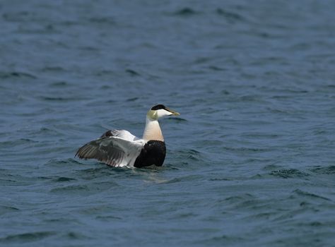 Eider Duck male flapping wings in sea off Farne Islands