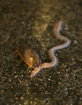 Slug eating earthworm after heavy rain