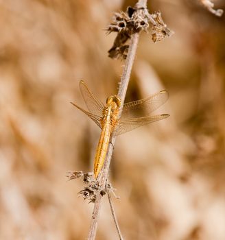 Golden Dragonfly at Simenti in Senegal 