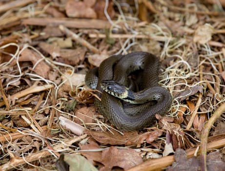 Grass Snake exposed at nature reserve in Sussex