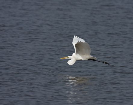 Great White Egret flying low across Gambia River at Tendaba