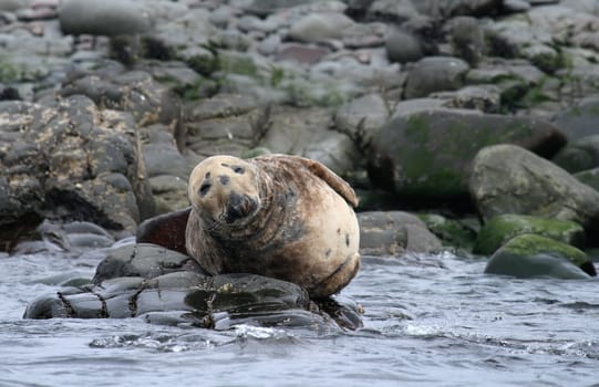 Grey Seal on The Farne Islands off the Northumberland coast