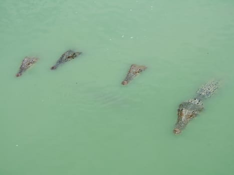 Heads of dangerous crocodiles waiting in green water