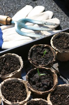 Organically grown tomato seedlings set in recycled paper plant pots, with a pair of gardening gloves and a hand held garden fork.