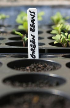 A seed tray containing organically growing Green Beans, set with a hand written plant marker spelling the words 'Green Beans'. The green shhots g organically growing Brocolli also visible to the background of image.