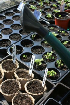 Sets of recycled plastic seedling trays and paper pots containing organically grown vegetables. Courgette,Green Beans and Cauliflower. The spout of a watering can also visible along with hand scribed plant markers.