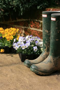 A pair of muddy wellington boots on a stone patio with a bricked wall to the background. Pots of pansys set next to boots awaiting planting.