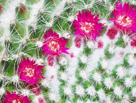Close-up of a cactus Mammillaria hahniana flowers.