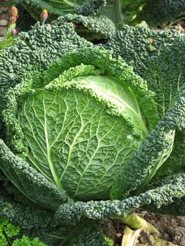 green cabbage at harvest time