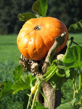 decorative orange-colored big pumpkin ready for thanksgiving