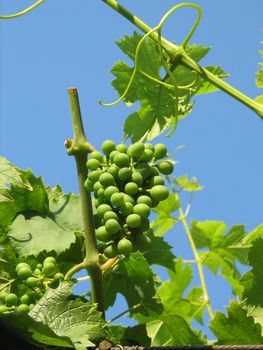 vine grapes with green, not yet ripe fruit