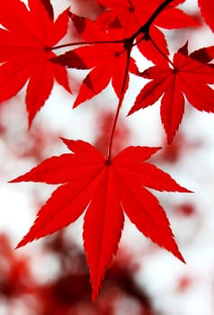 A close-up of red Maple leaves in fall.