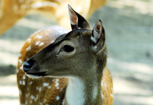 Deer Wildlife