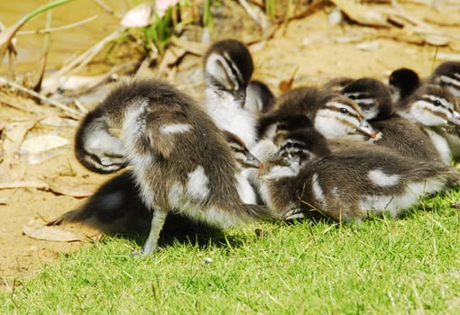 Ducklings