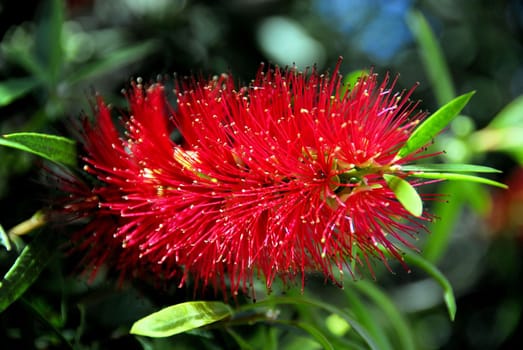 Bottlebrush flower