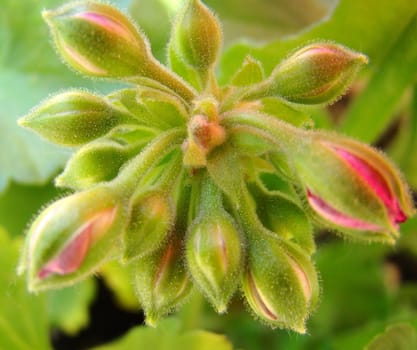 pink geranium buds