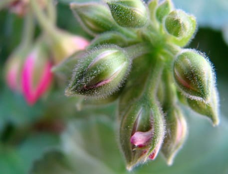 pink geranium buds