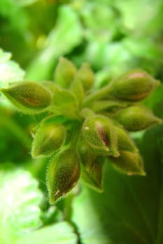  geranium buds