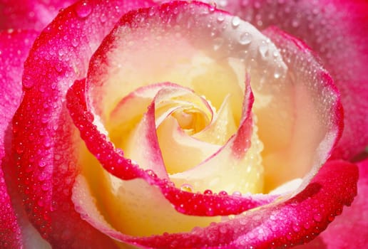 Close-up of a yellow and red rose with droplets.