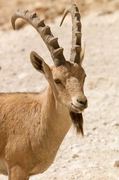 Goat in Negev desert, Israel.