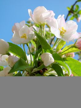 close up of white pink blossom against blue sky