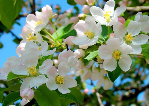 close up of white pink blossom against blue sky