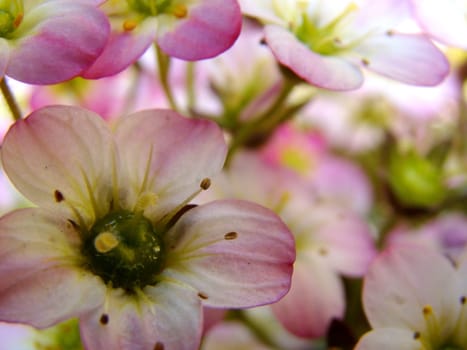 small white pink flowers