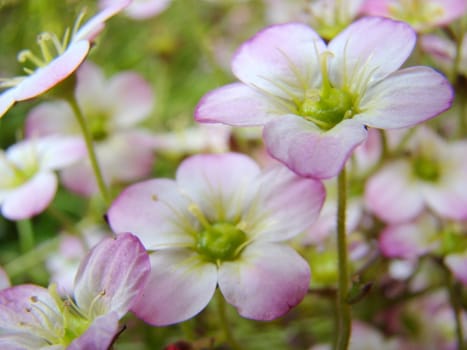 small white pink flowers