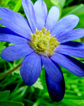 blue flower in grass