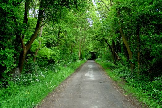 road trough forest